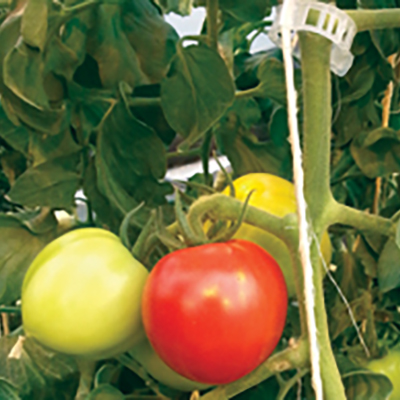 Increasing tomato yield